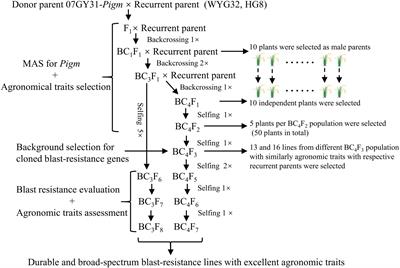 Development of Rice Variety With Durable and Broad-Spectrum Resistance to Blast Disease Through Marker-Assisted Introduction of Pigm Gene